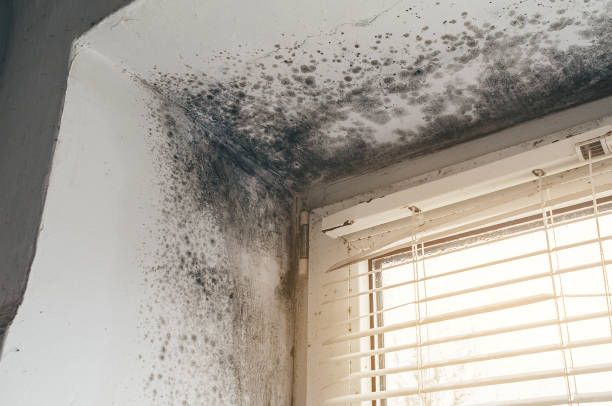 Trusted Commercial Mold Remediation service in Bayonne, NJ - Cheap Mold Removal